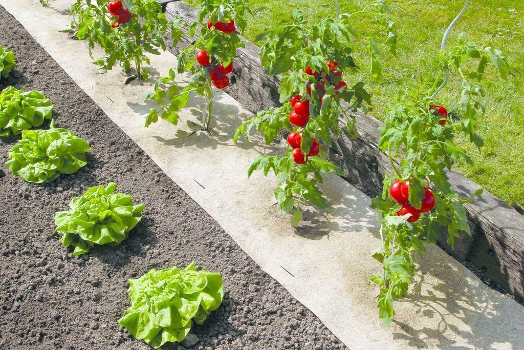 potager paillage