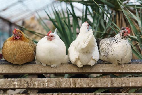 poules pondeuses