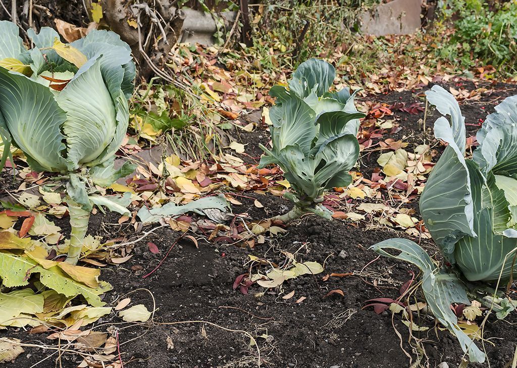 jardin: hiverner son potager