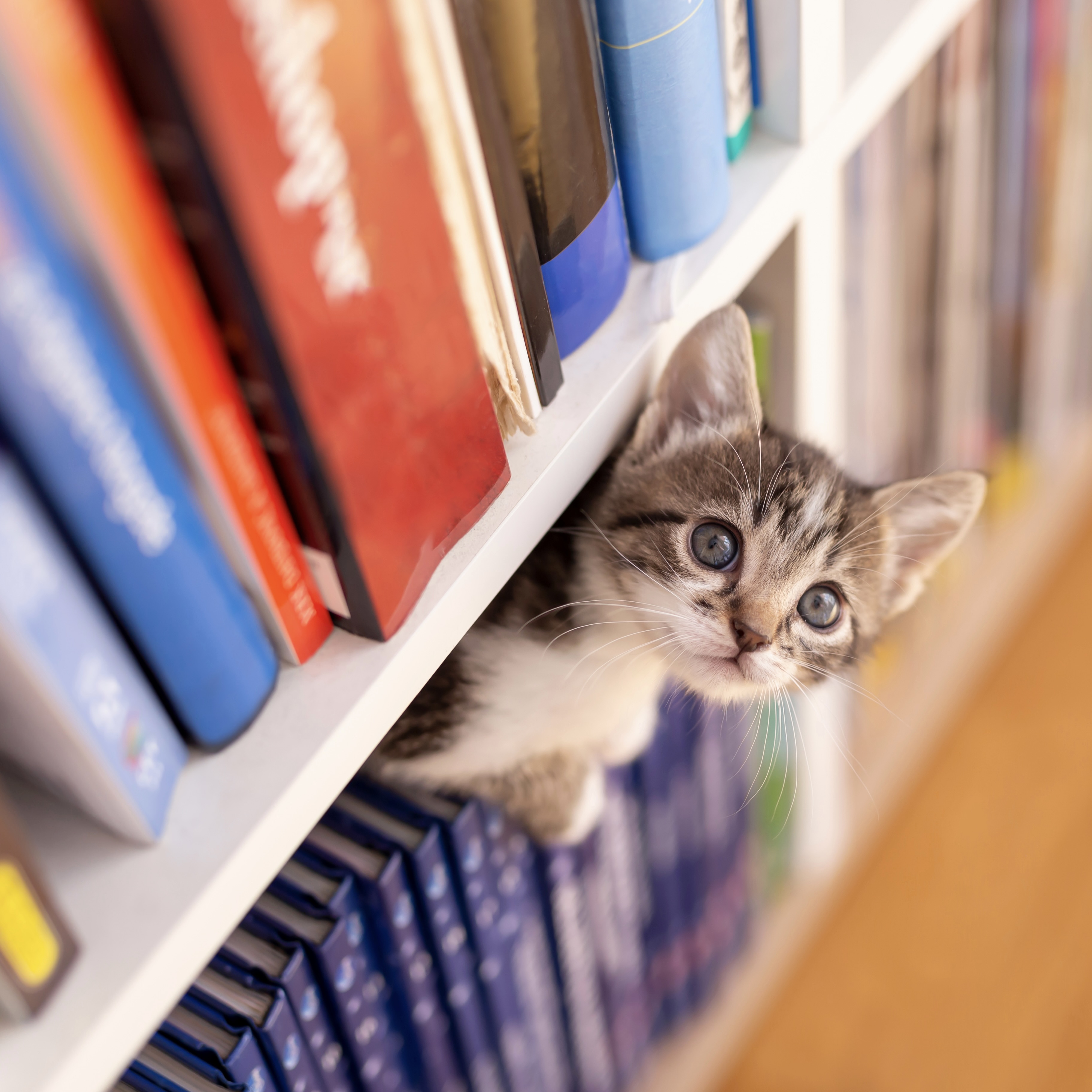 Librairie animalerie