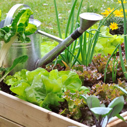 Potagers