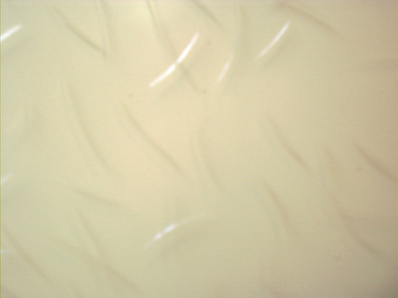 Plaque croissant transparent 50 x 100 cm +/- 2.5 mm 