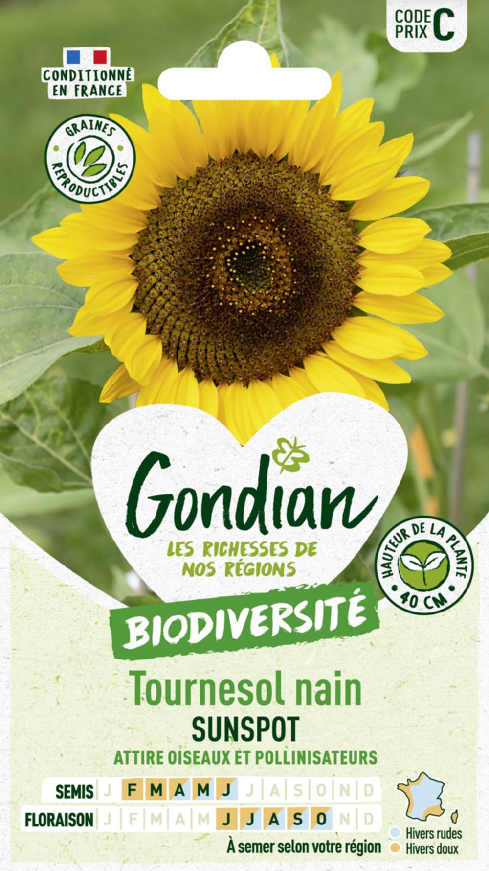 Tournesol Nain Sunspot - GONDIAN