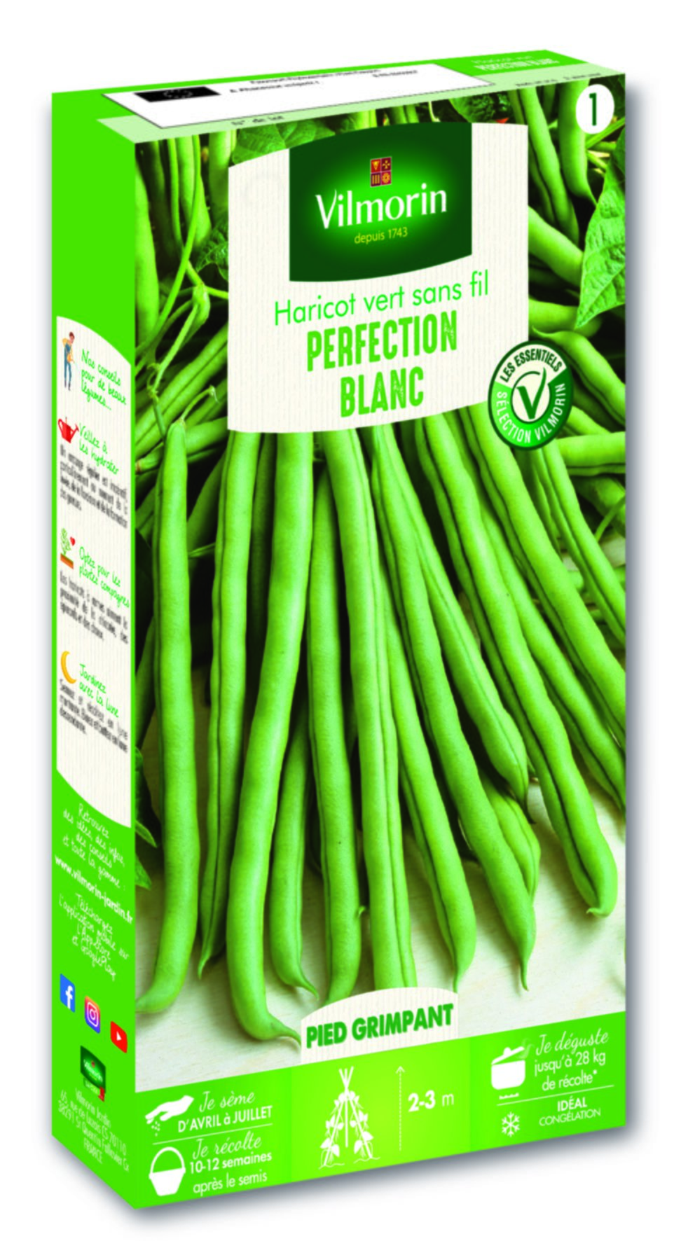 Haricot Blanc de Juillet - VILMORIN