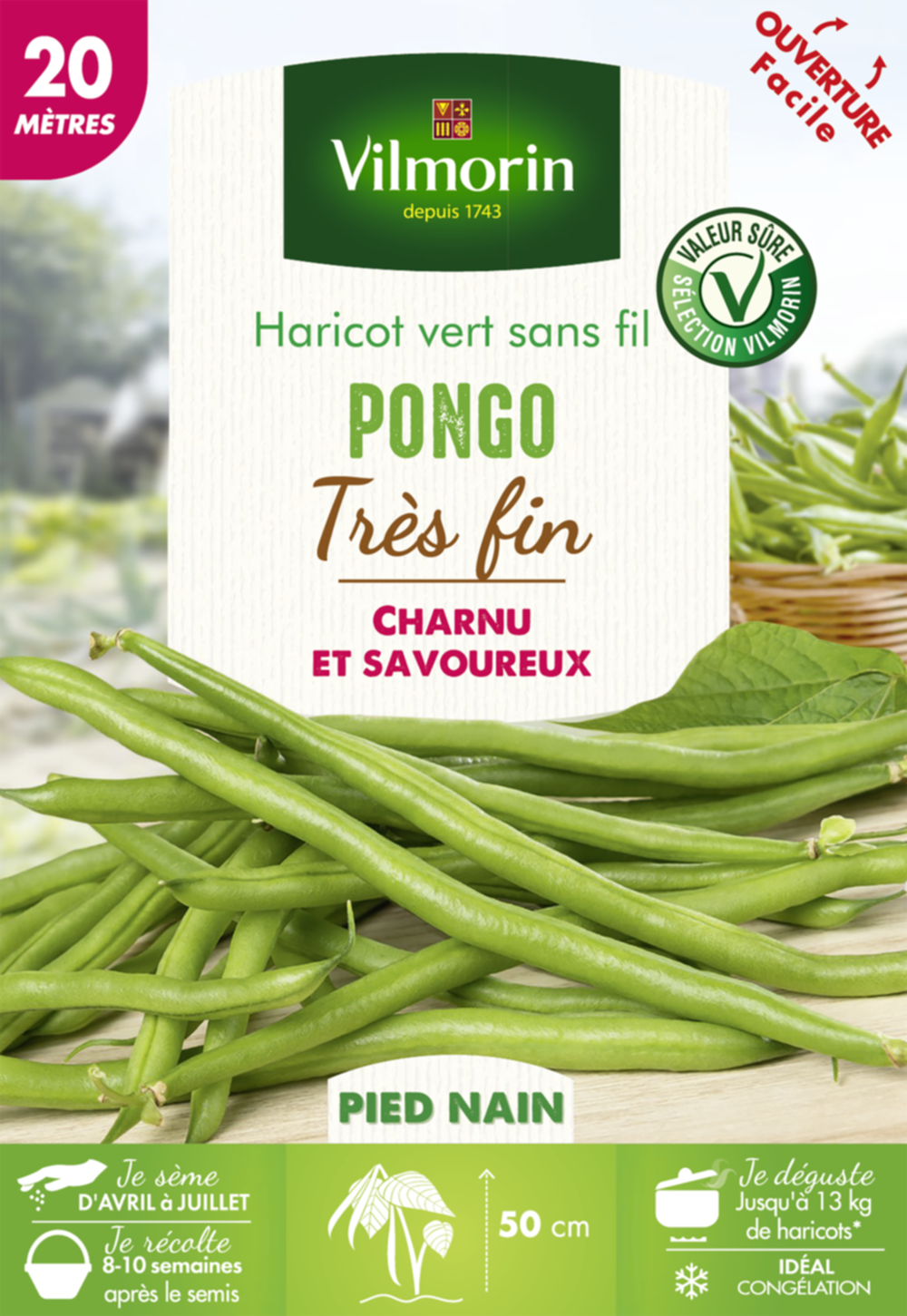 Haricot Pongo 20M - VILMORIN