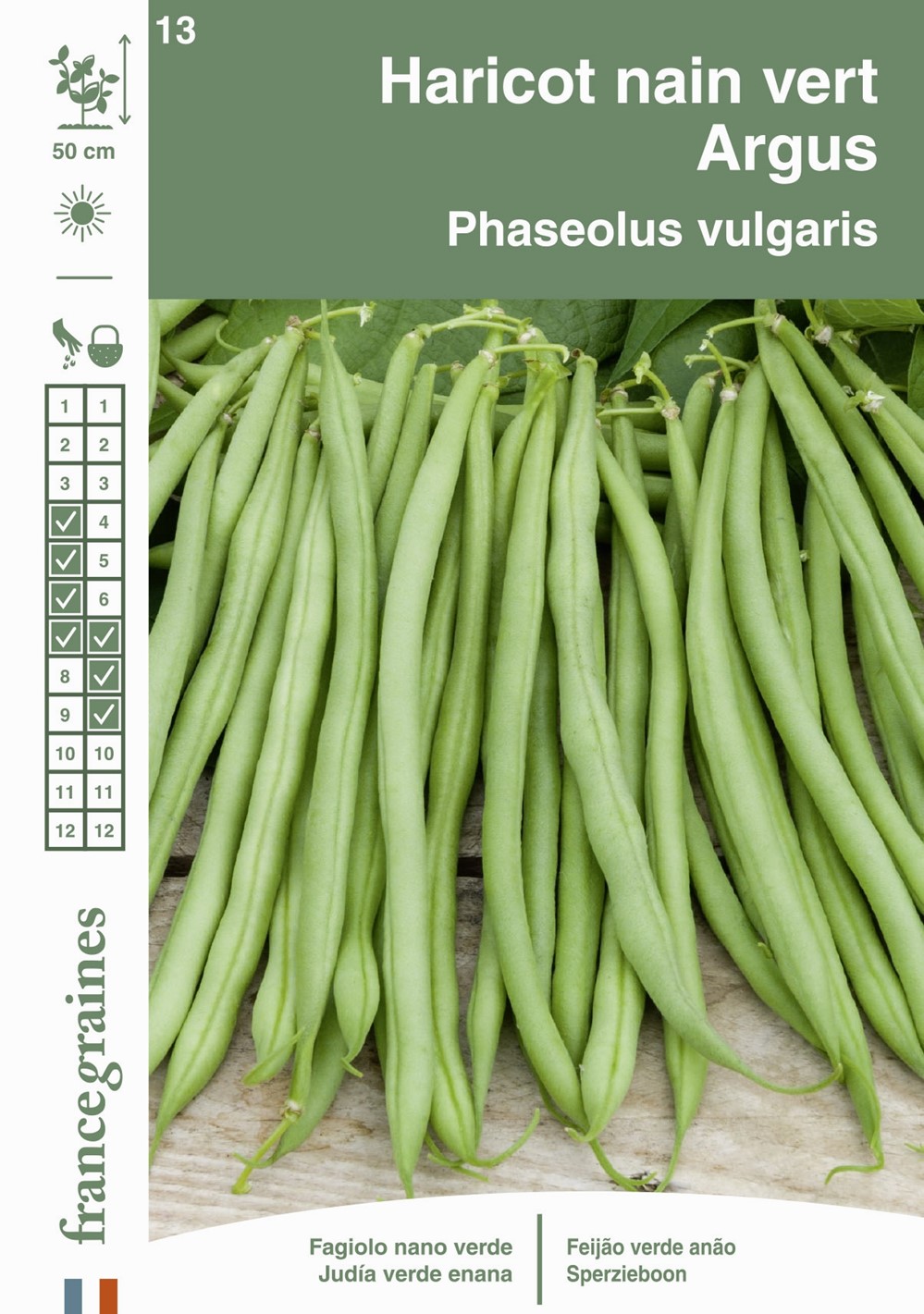 Graines Haricot Nain Vert Argus - FRANCE GRAINES