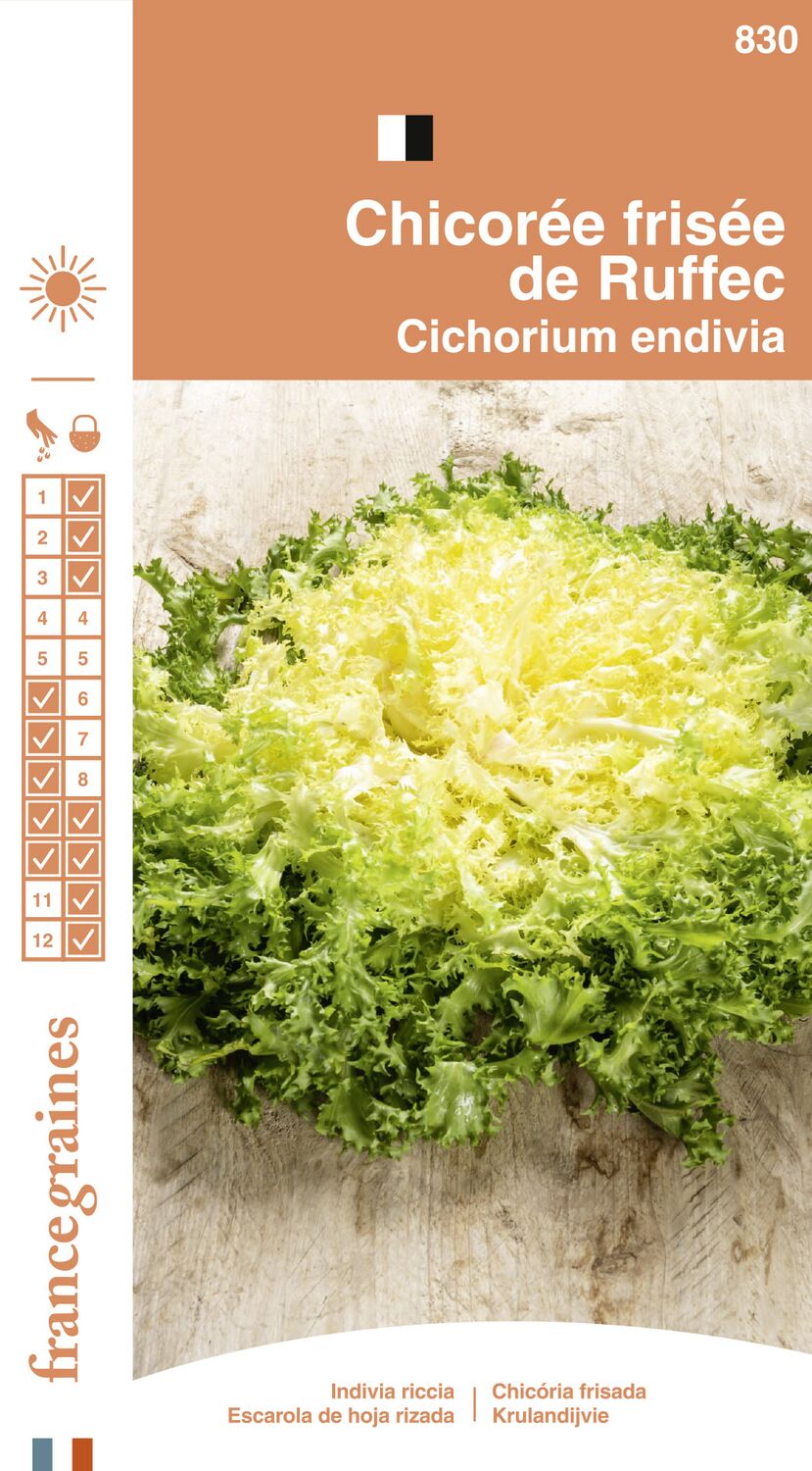 Graines Chicorée Frisée de Ruffec - FRANCE GRAINES