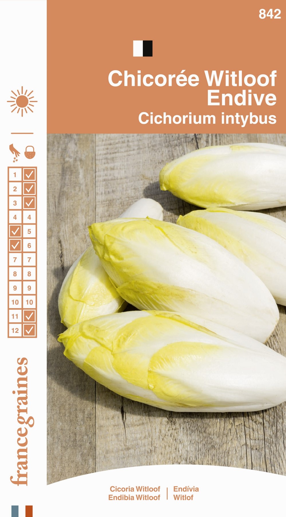 Graines Chicorée Witloof Endive - FRANCE GRAINES