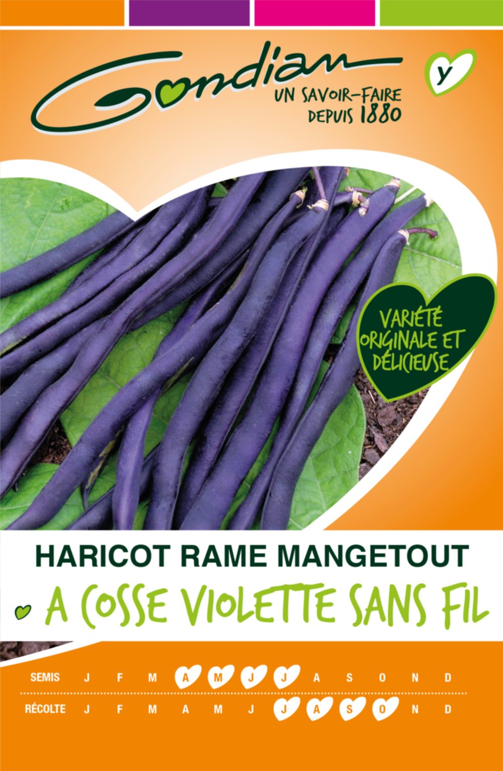 Haricot cosses violettes rames mangetout Gondian