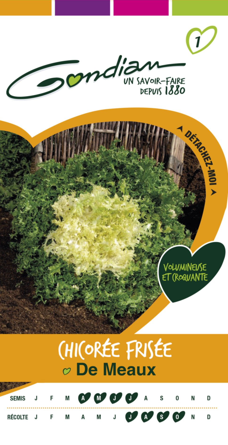 Chicorée frisée de Meaux Gondian