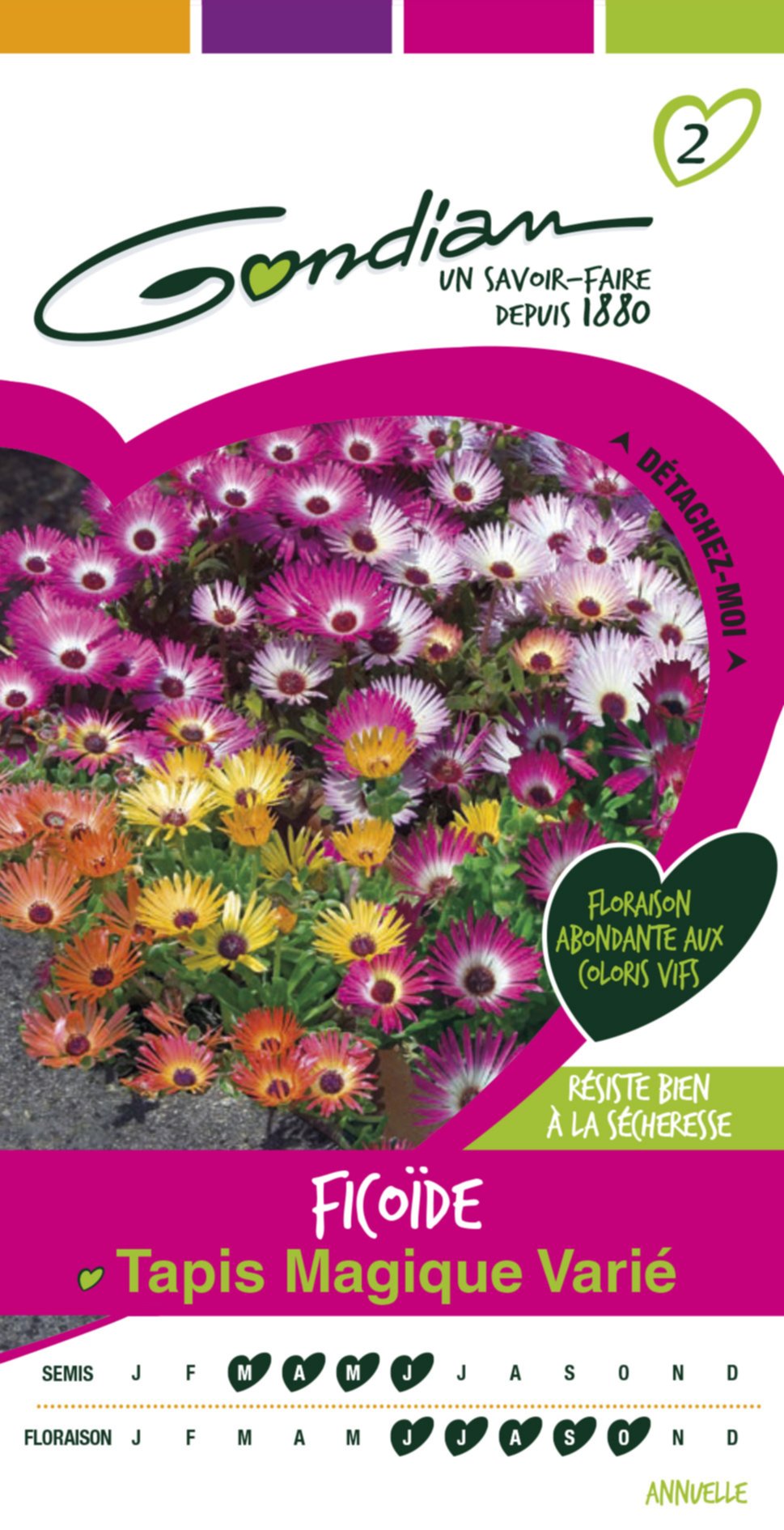 Ficoide tapis magique criniflorum varie Gondian