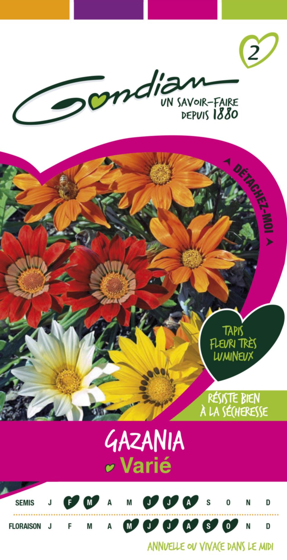 Gazania variée Gondian