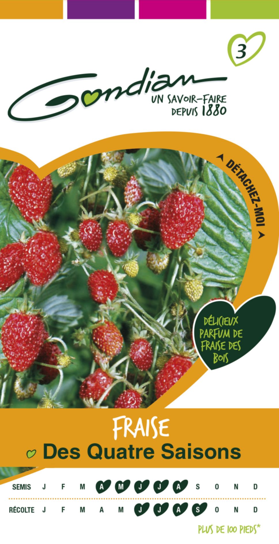 Fraise quatre saisons Gondian