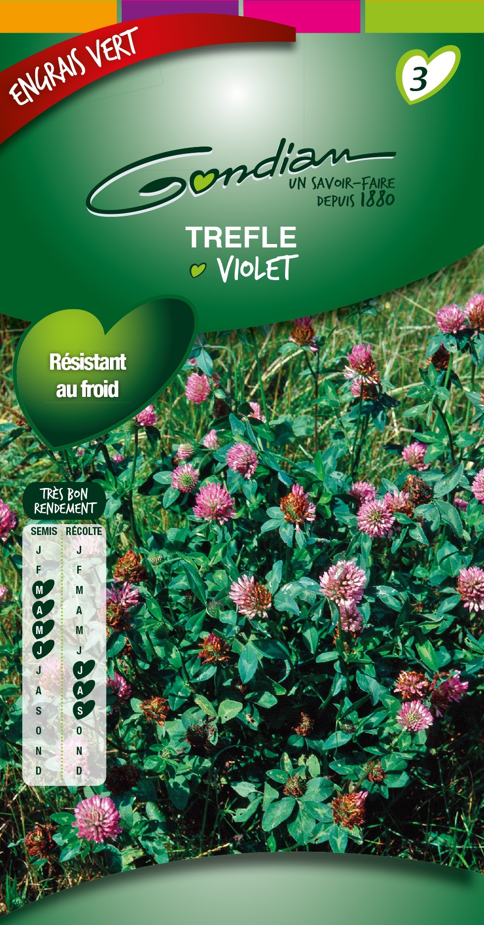 Trèfle Violet - GONDIAN