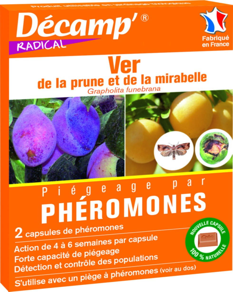 Ver de la prune grapholta funebrana -2 caps decamp