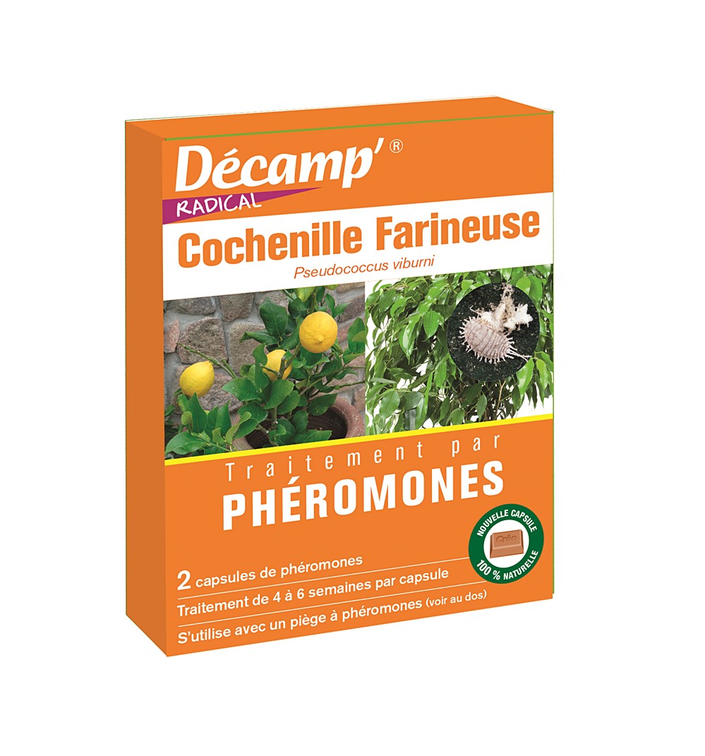 Cochenille farineuse 2 cap.decamp'radical