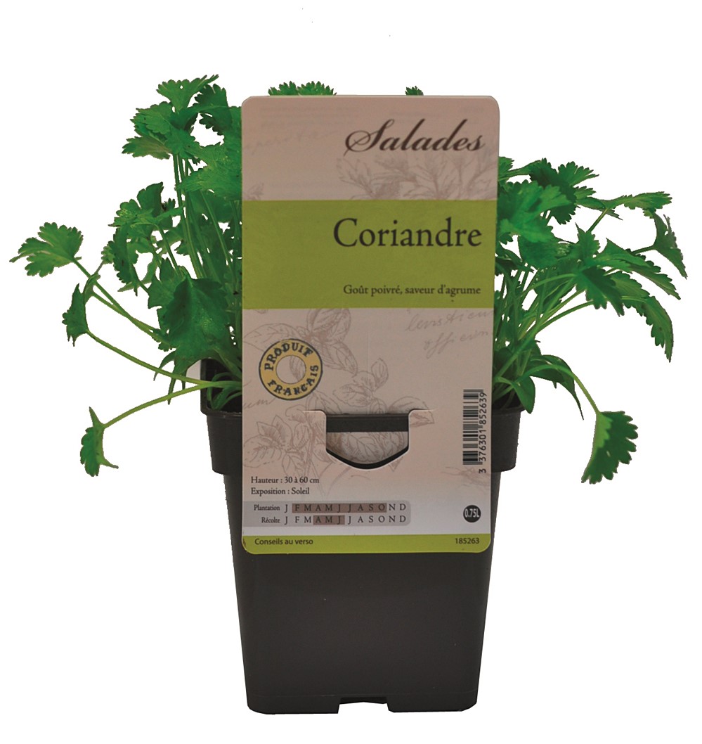 Coriandre