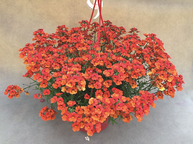Nemesia suspension 6 l