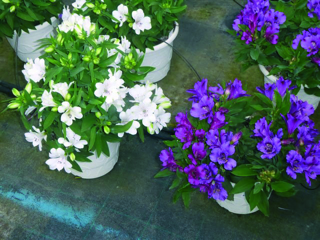 Plante alstroem auranti c2l
