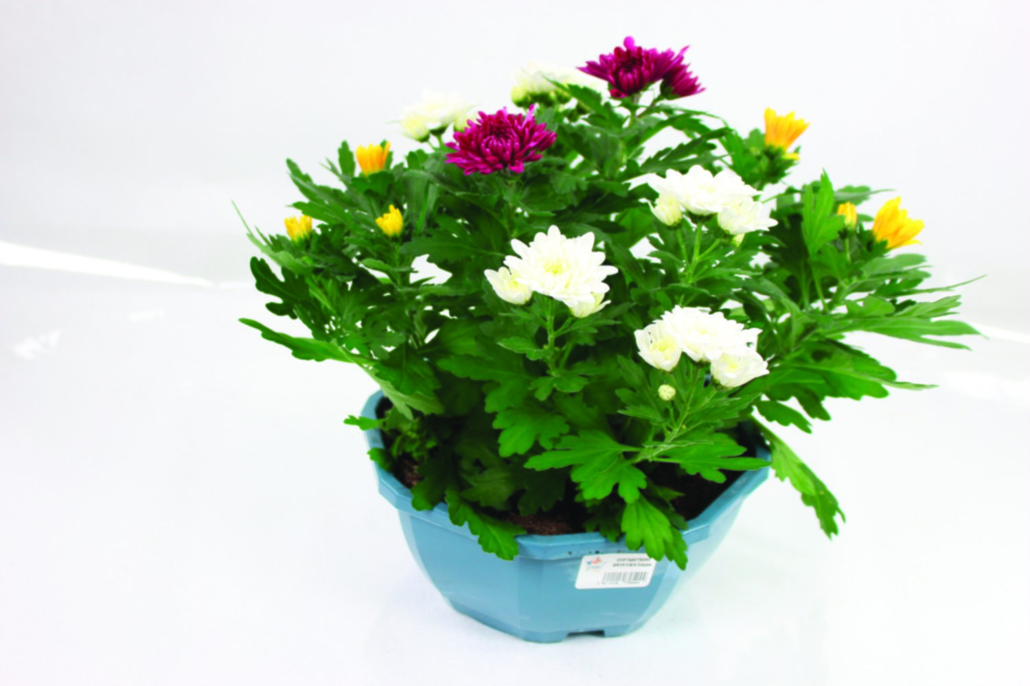 Chrysanthème multifleurs tricolore 
en coupe
