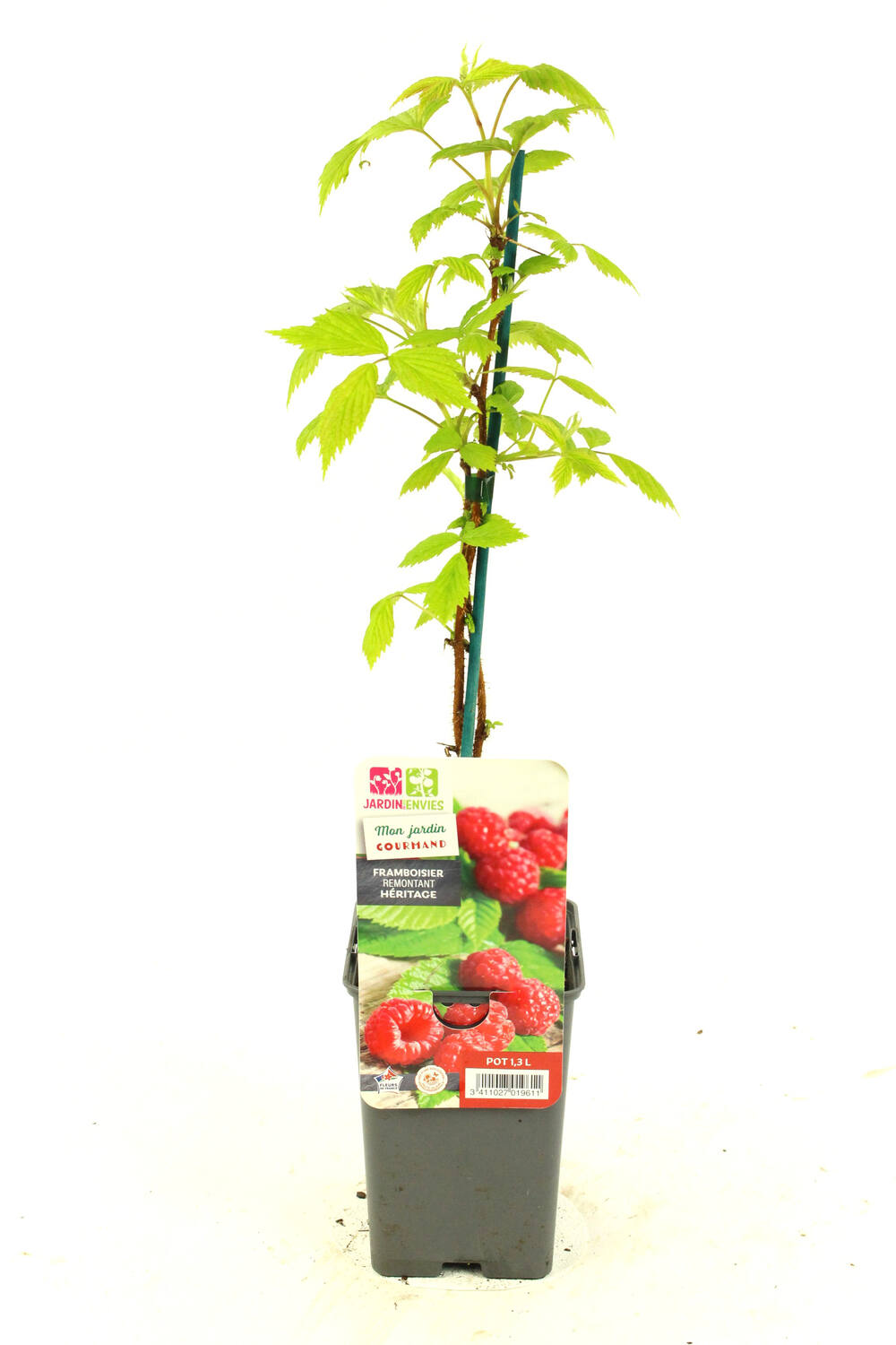 Framboisier héritage pot 1,3L