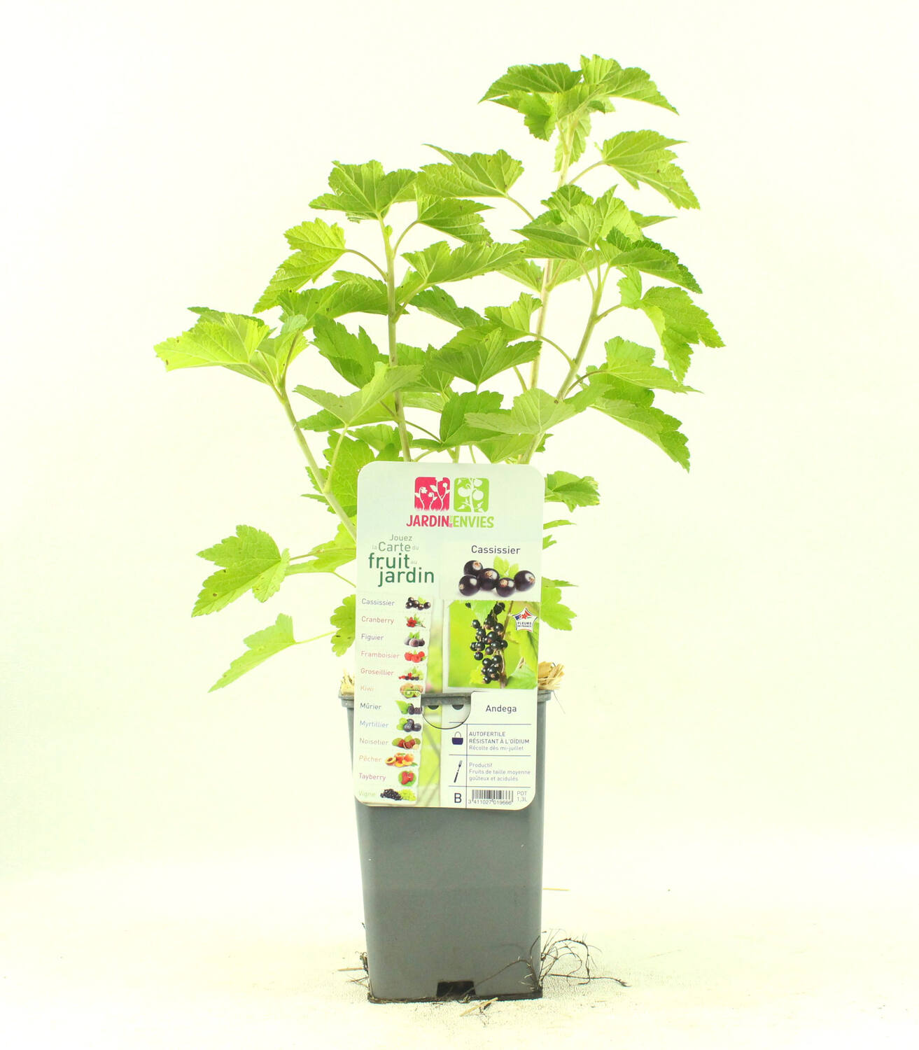 Cassissier Andega pot de 1,3L
