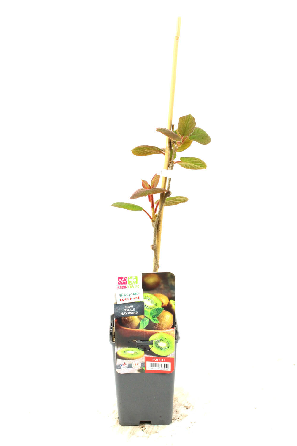 Kiwi femelle ACTINIDIA CHINENSIS HAYWARD pot 1,3L