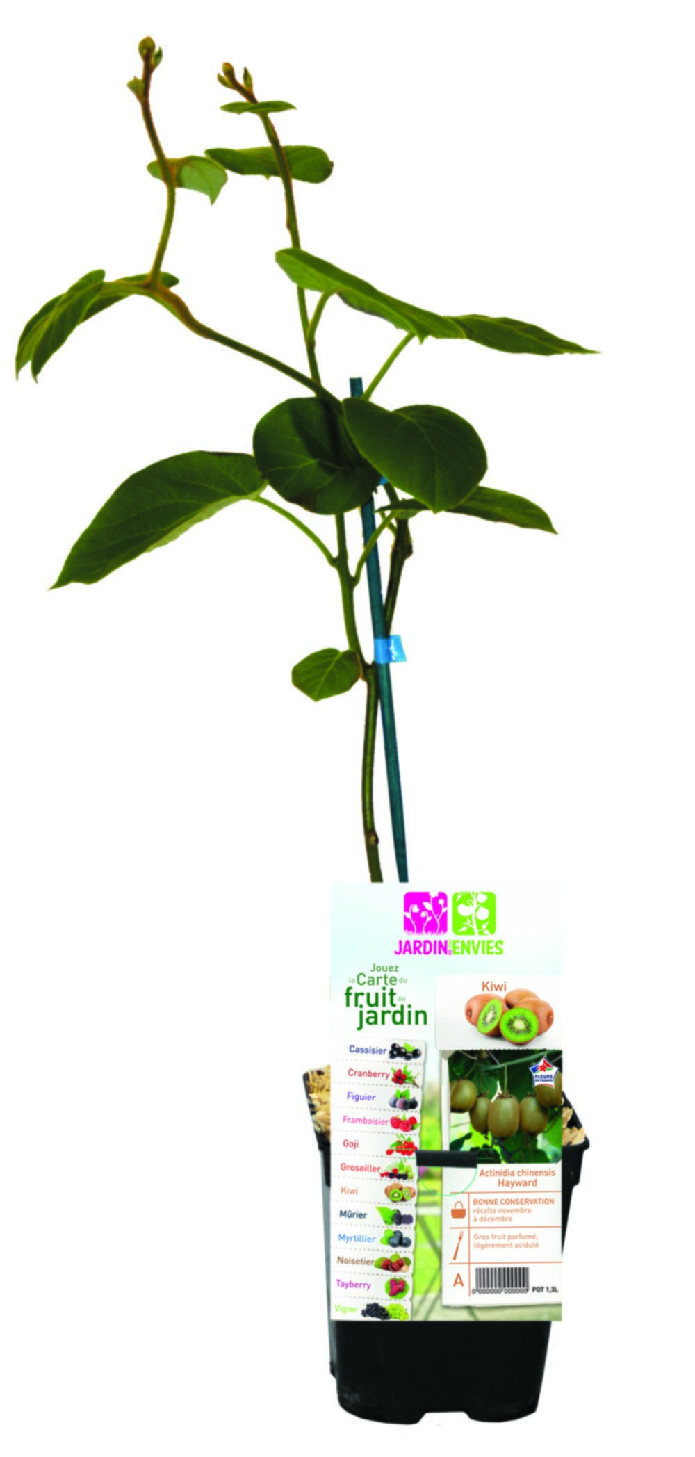 Kiwi femelle ACTINIDIA CHINENSIS HAYWARD pot 1,3L