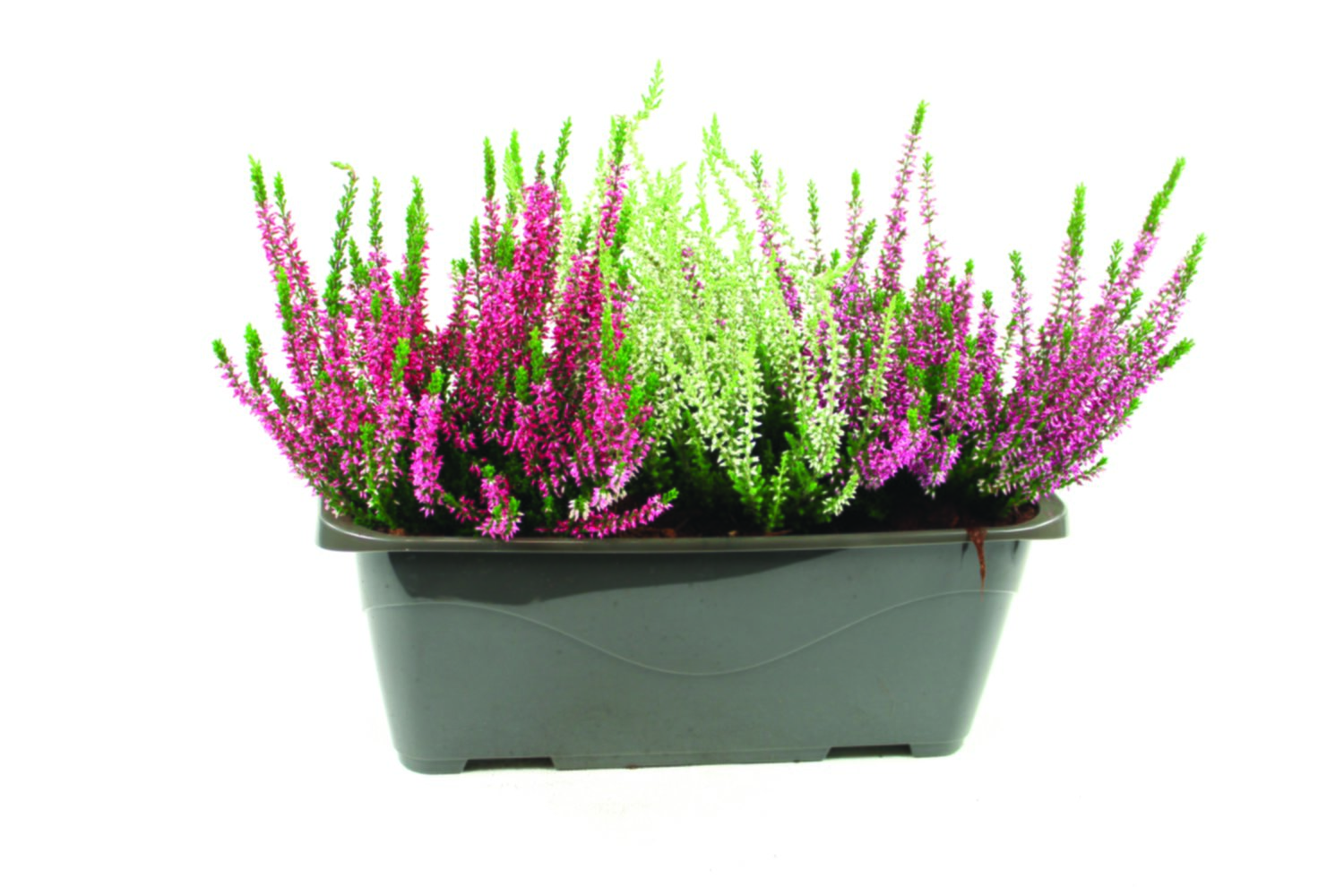 Bruyère calluna tricolore en jardinière 40cm