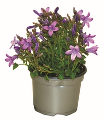 Campanule fleur simple 