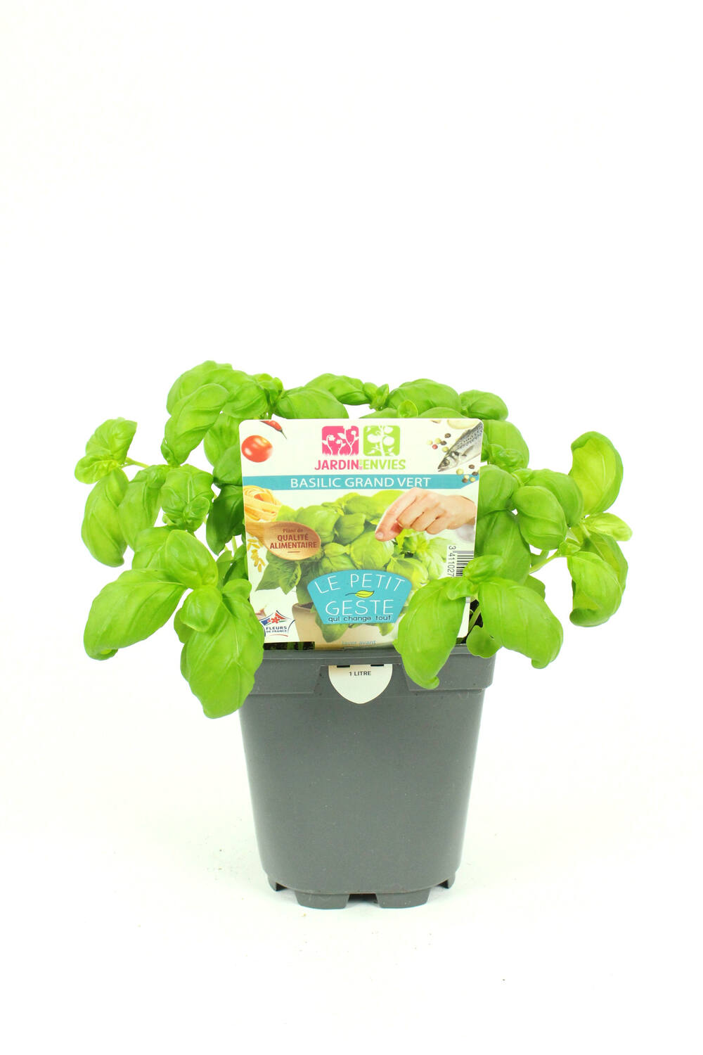 Basilic grand vert 