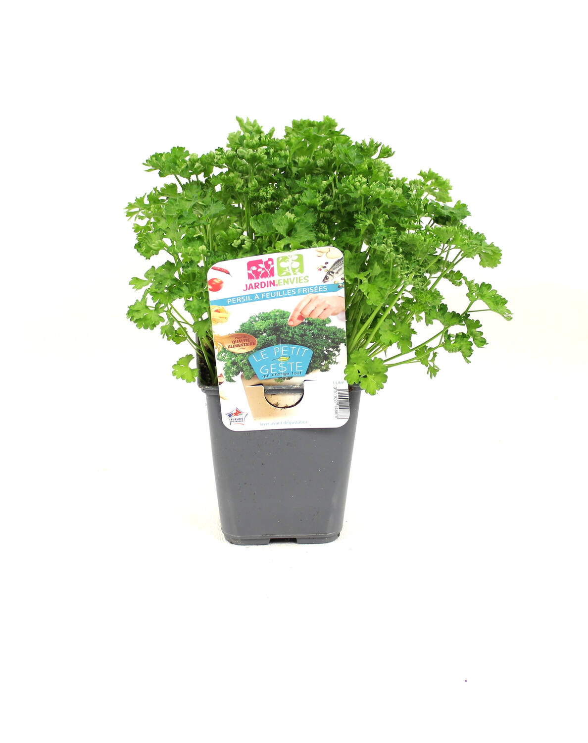 Persil frisé