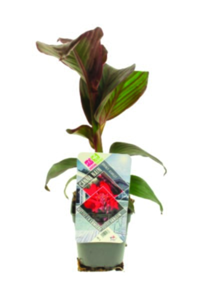 Canna nain collection 