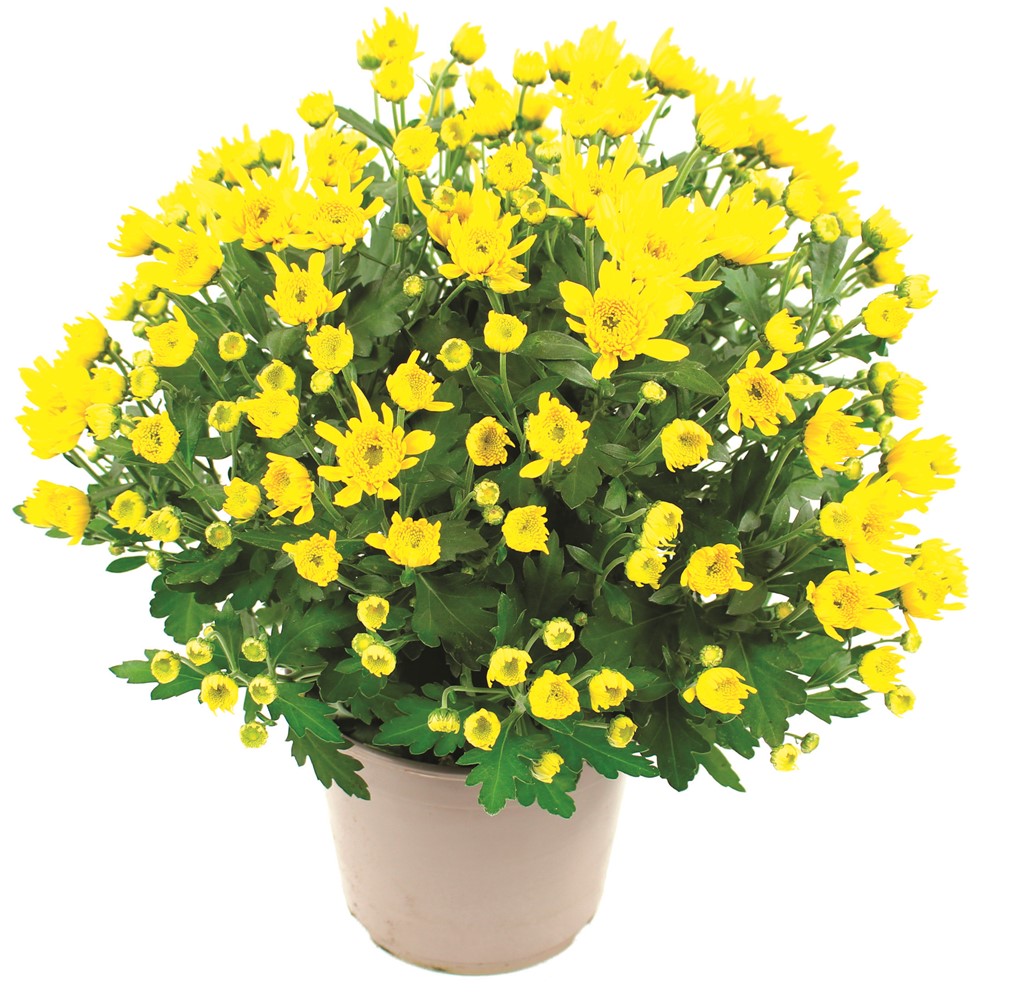Chrysanthème pompon uni