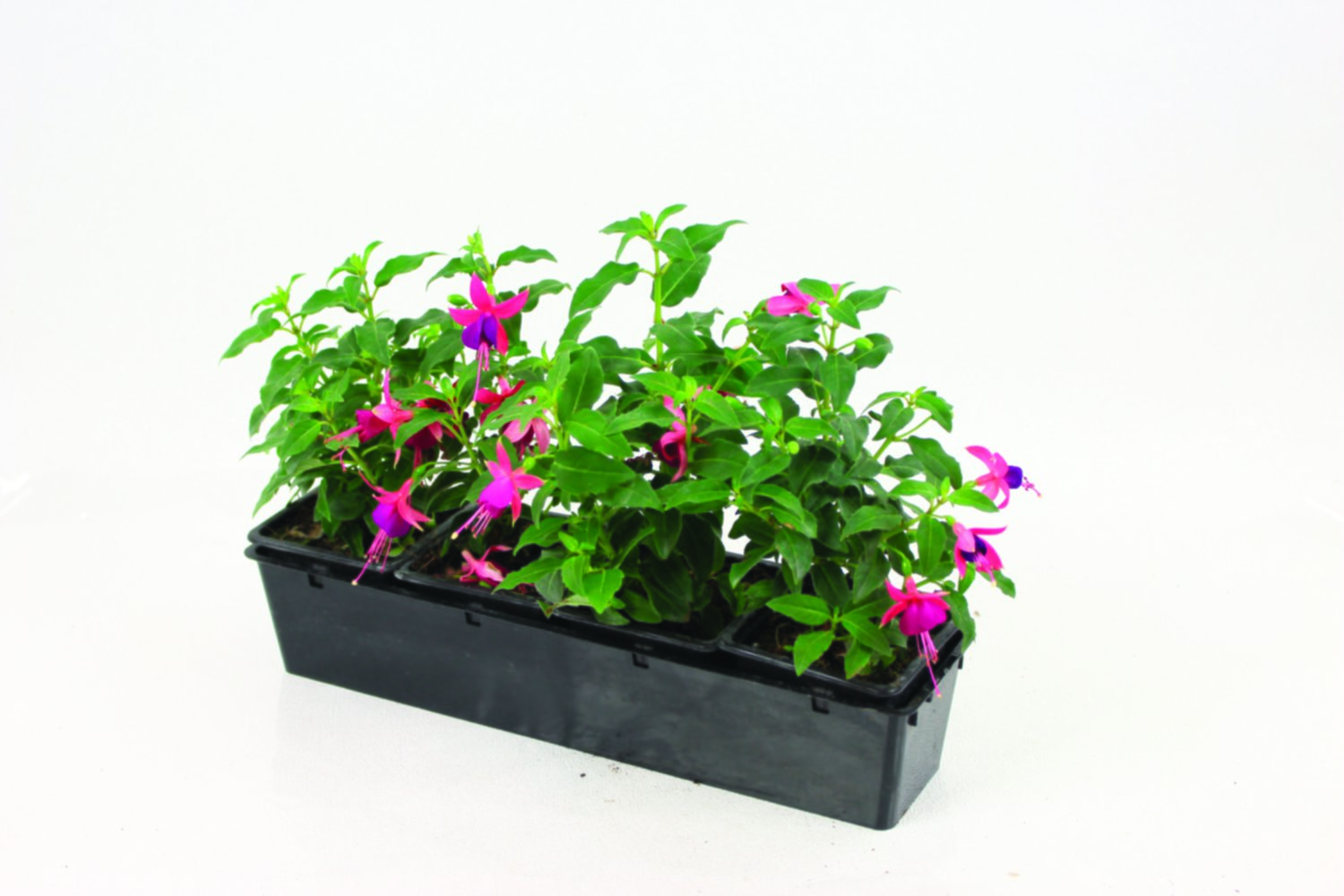 Fuchsia au choix