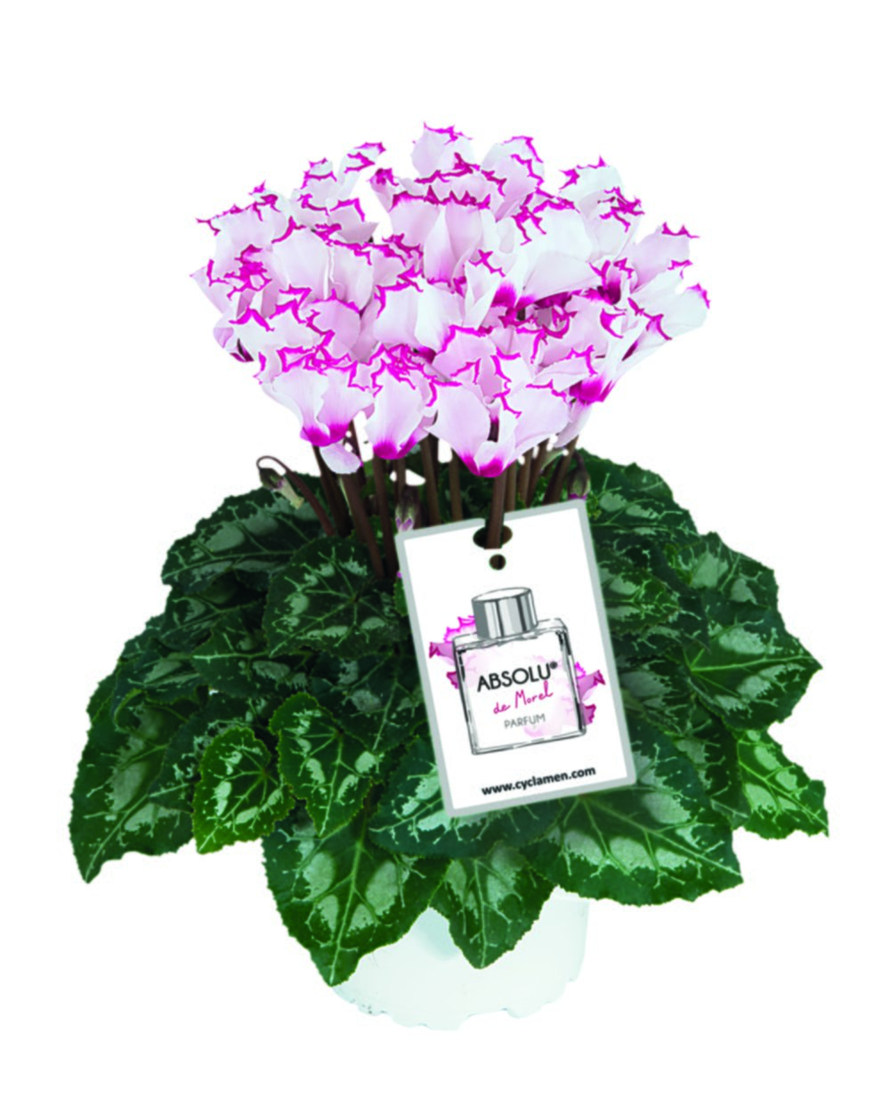 Mini-cyclamen absolu 