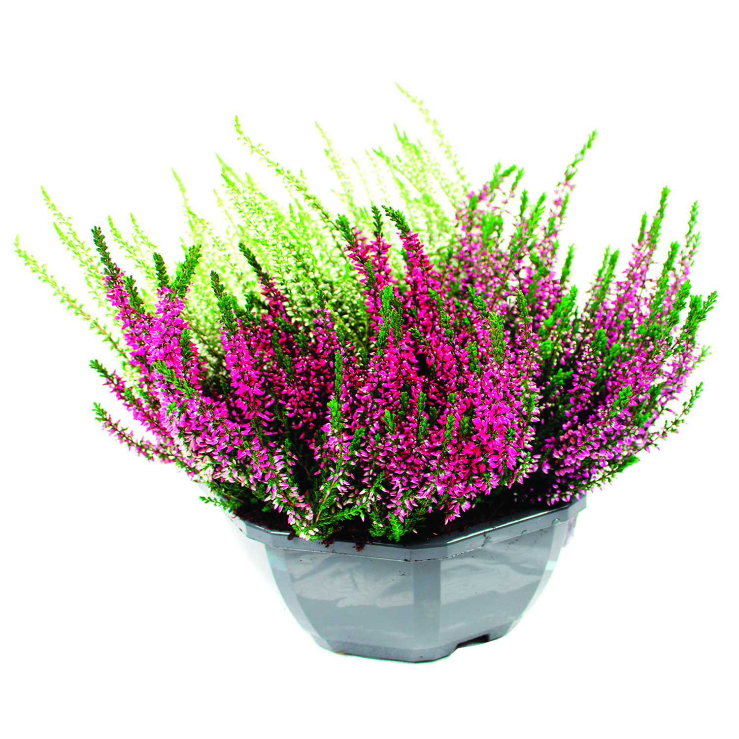 Pot Bruyère calluna tricolore en coupe Ø23cm