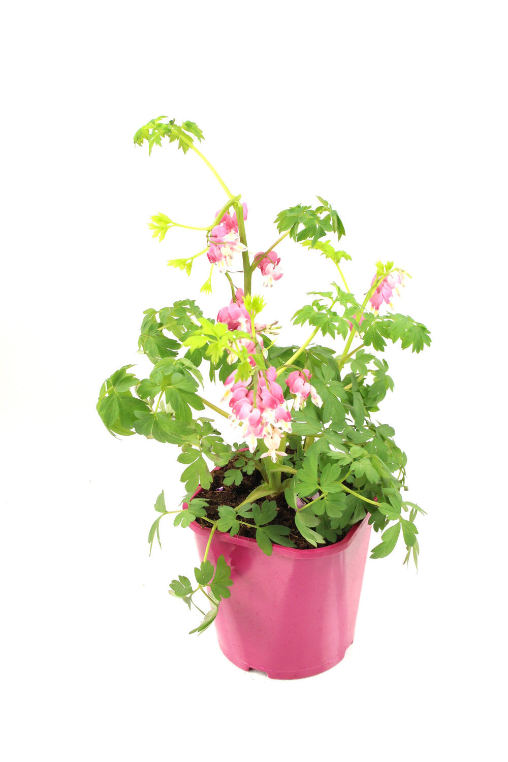 Pot Dicentra Spectabilis 2L