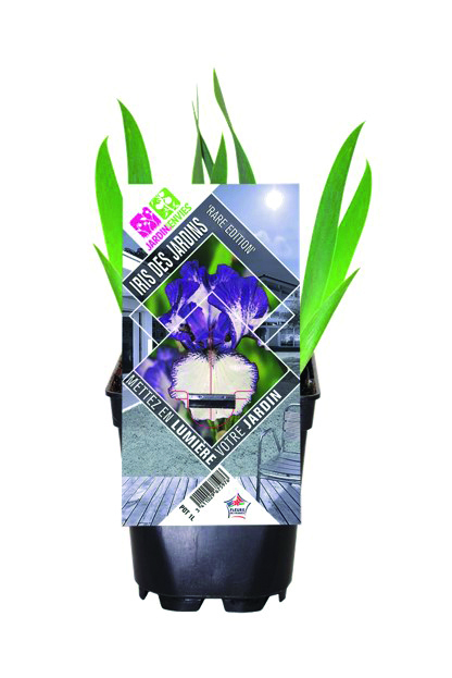 Iris collection