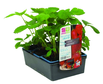 Fraisier non remontant gariguette 