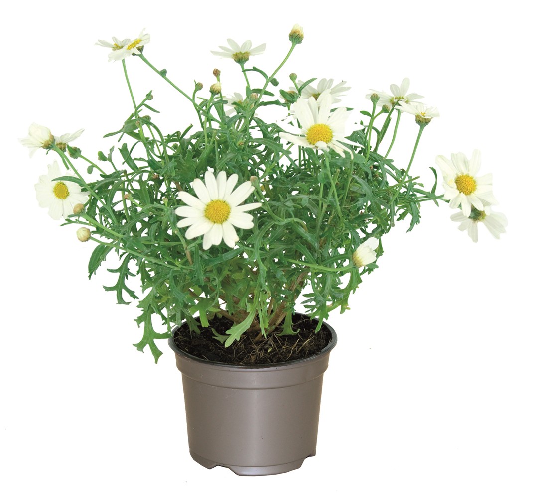 Pot Anthémis ∅10,5cm