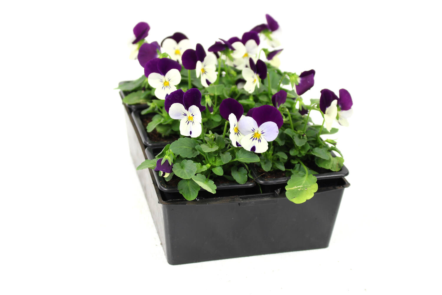 6 Viola Cornuta