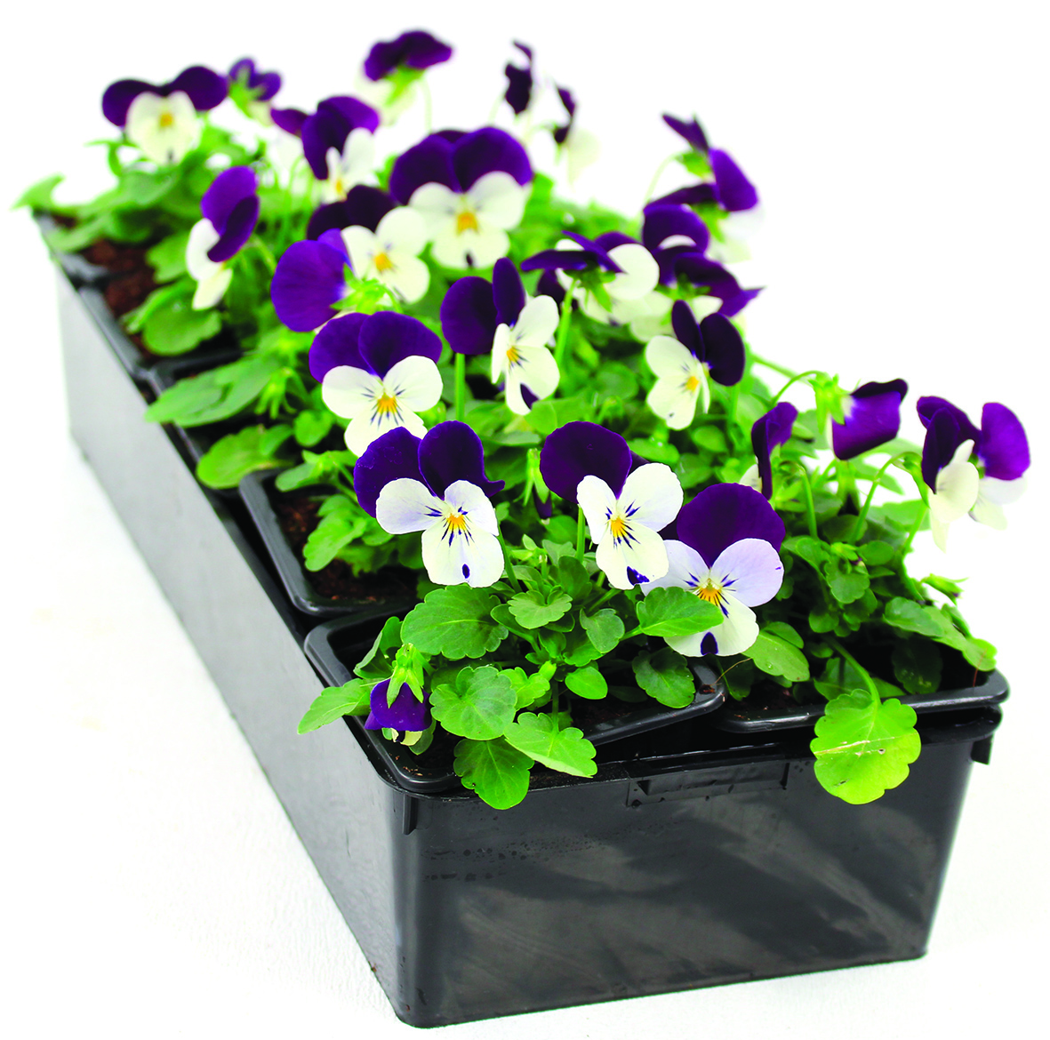 Viola cornuta