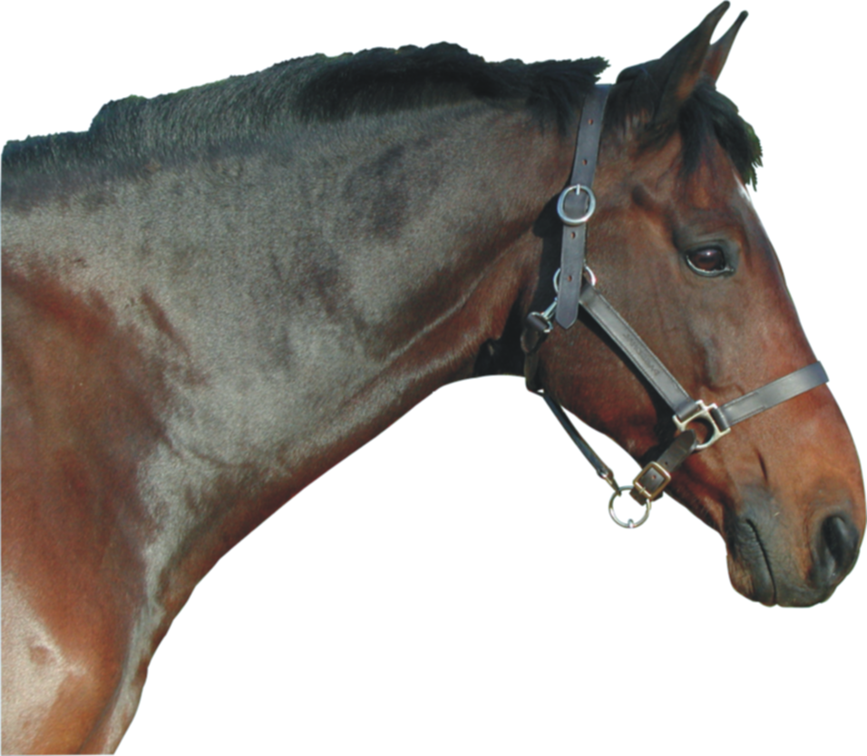 Licol Cuir Huile Cheval Marron
