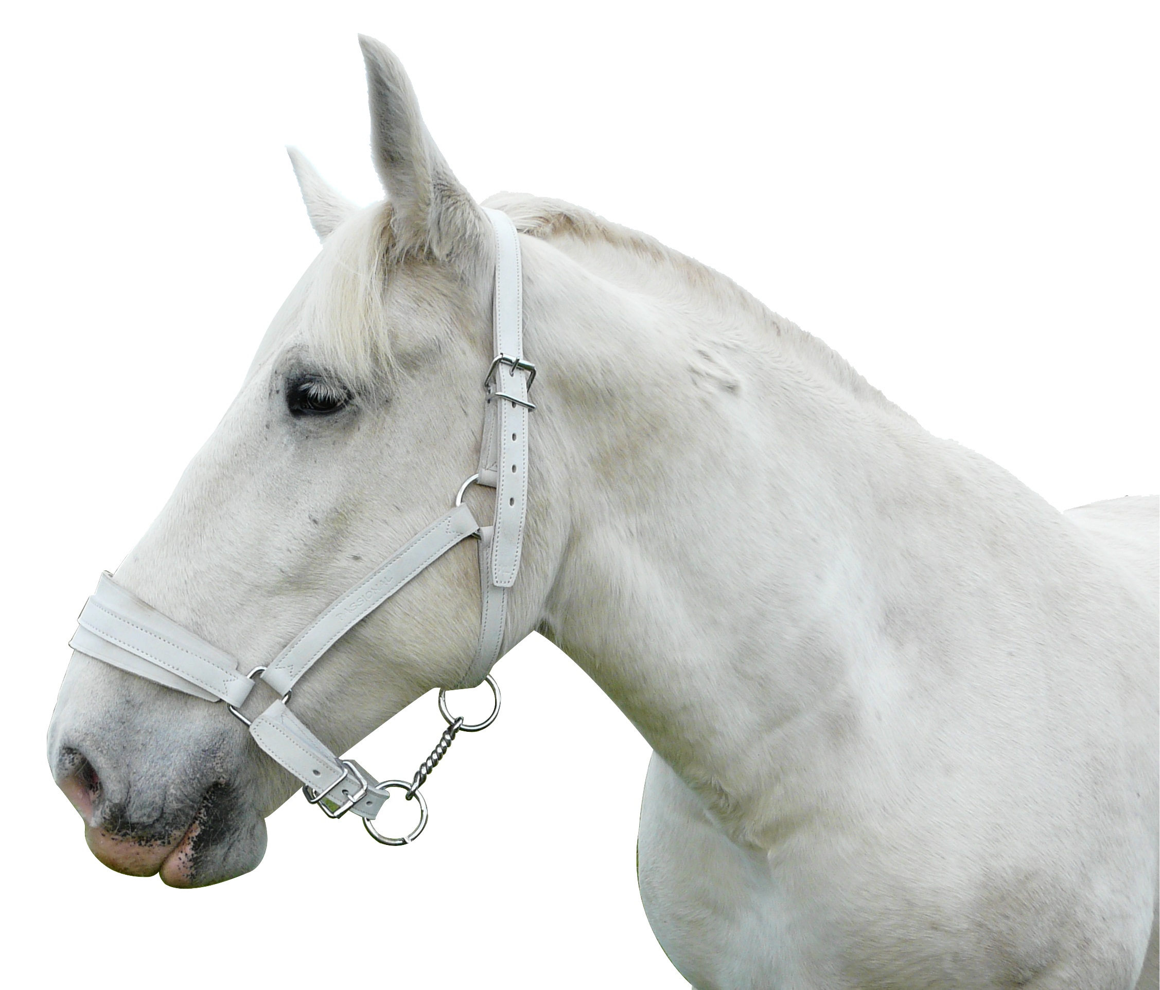 Licol double chrome cheval trait blanc