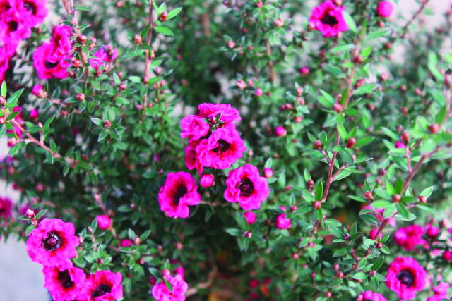 Faux-myrtes leptospermum