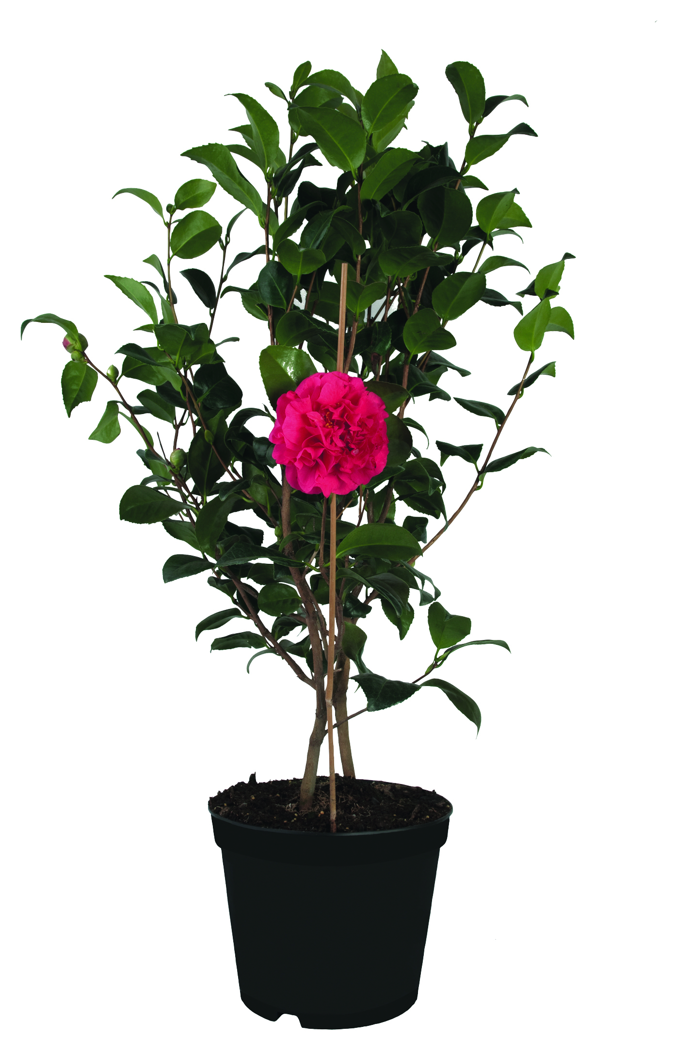 Camelia japonica