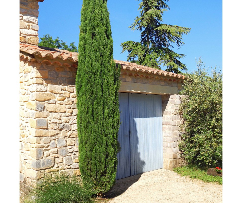 Cyprès de Provence Cupressus Pyramidalis H. 100/125cm pot de 12L