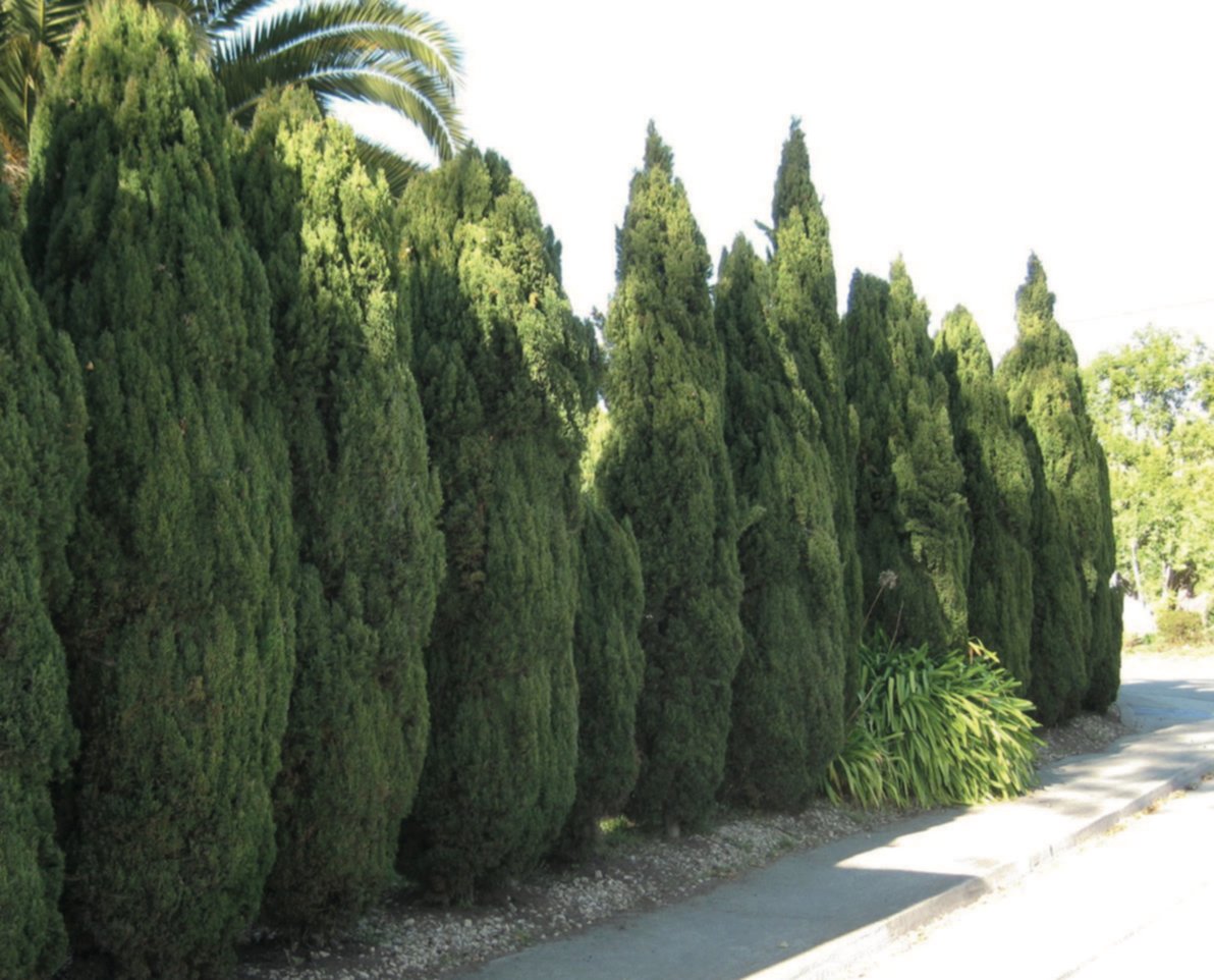 Cyprès de florence
(cupressus sempervirens pyramidalis) 