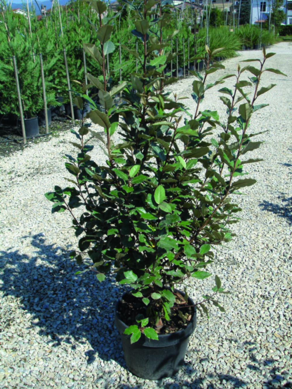 Eleagnus ebbingei